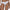 CK Icon Logo 3-Pack Bikini