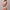 CK Icon Cotton Modal Thong